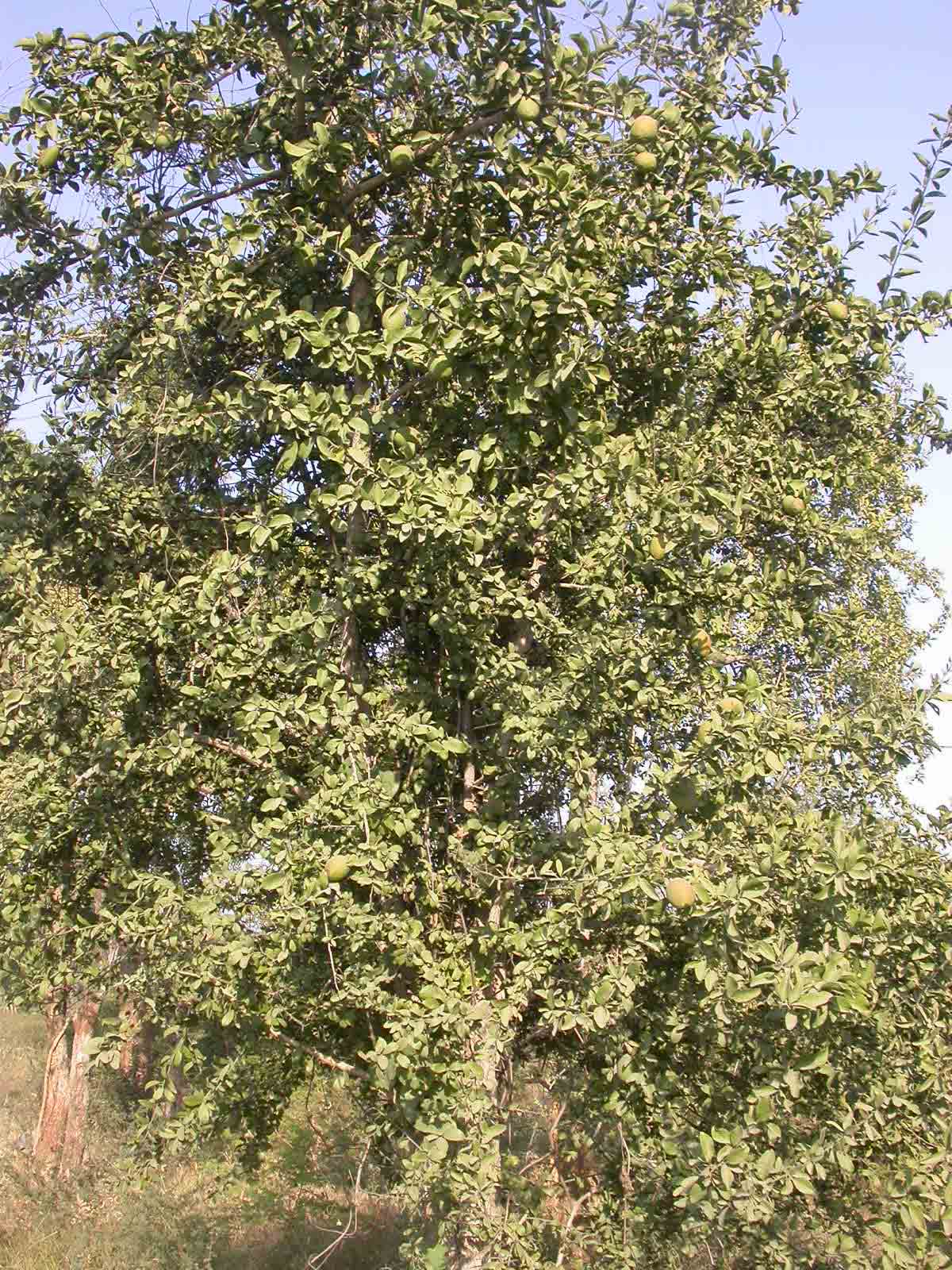 Balanites roxburghii – eFlora of India